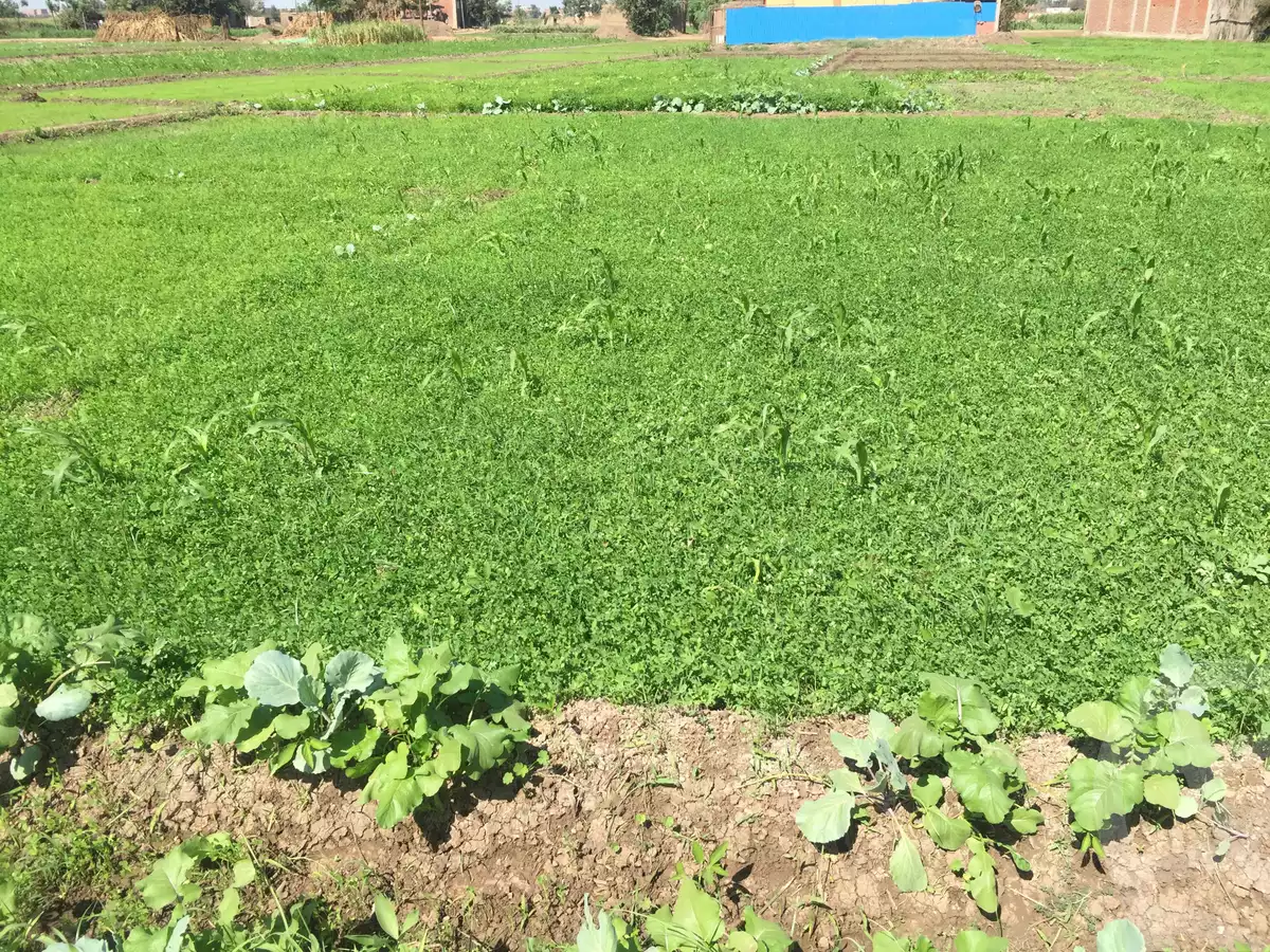 https://aqarmap.com.eg/ar/listing/2721479-for-sale-land-or-farm-monufia