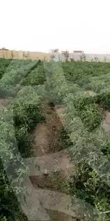 https://aqarmap.com.eg/ar/listing/2922050-for-sale-cairo-l-yt