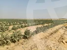 https://aqarmap.com.eg/ar/listing/2922050-for-sale-cairo-l-yt