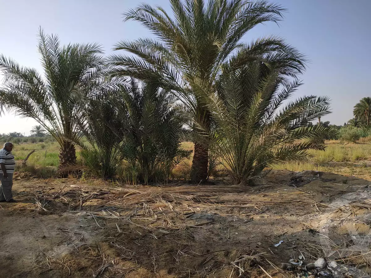 https://aqarmap.com.eg/ar/listing/4293224-for-sale-el-fayoum-yousef-el-sedeeq-yousef-el-sedeeq-city