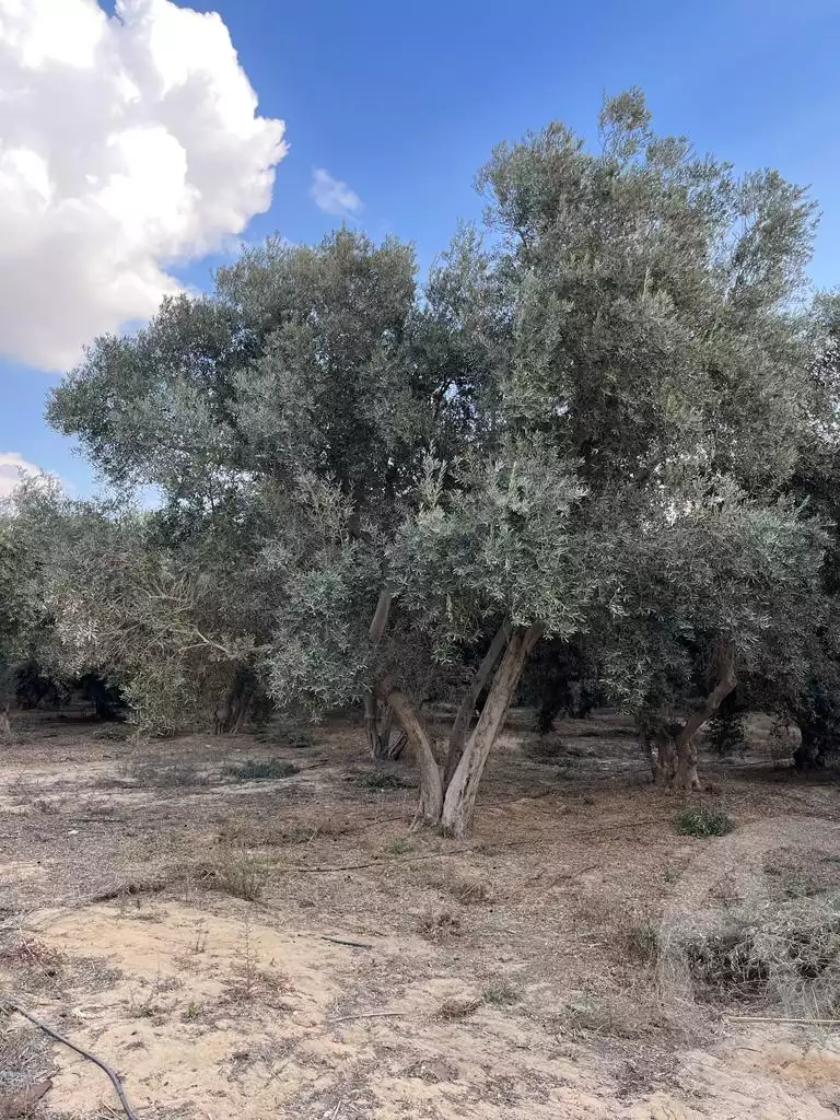 https://aqarmap.com.eg/ar/listing/3828548-for-sale-cairo-tryq-skndry-lzr-y