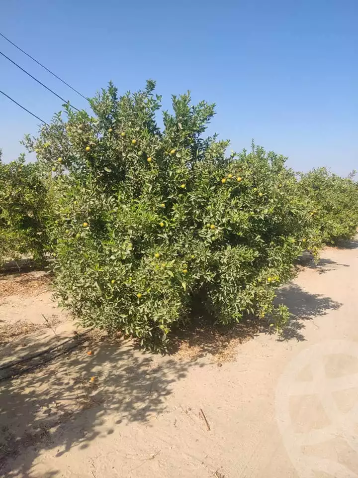 https://aqarmap.com.eg/en/listing/5297176-for-sale-cairo-el-haram-tareq-el-fayoum