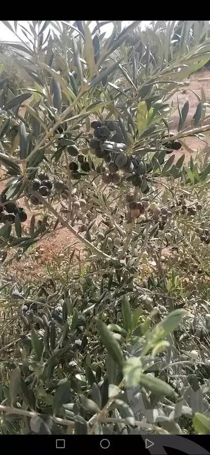 https://aqarmap.com.eg/en/listing/5346245-for-sale-alexandria-cairo-alexandria-desert-road