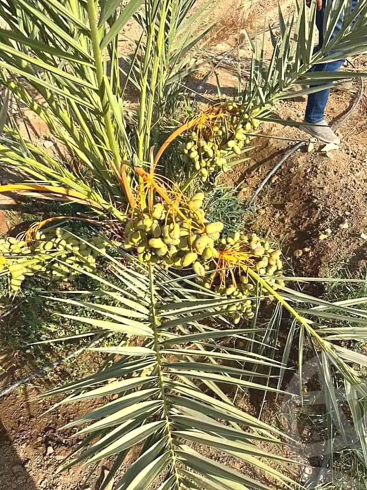 https://aqarmap.com.eg/en/listing/5346328-for-sale-sohag-mdyn-swhj-ljdyd