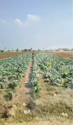 https://aqarmap.com.eg/en/listing/5350711-for-sale-beni-suef-ihnasya-myana