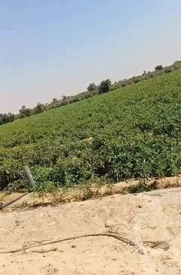 https://aqarmap.com.eg/ar/listing/5358426-for-sale-alexandria-cairo-alexandria-desert-road