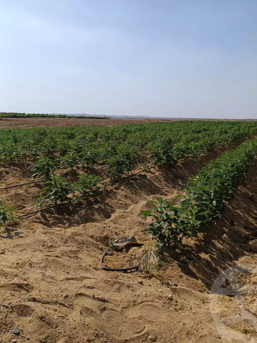 https://aqarmap.com.eg/en/listing/5362868-for-sale-beheira-wadi-el-natrun