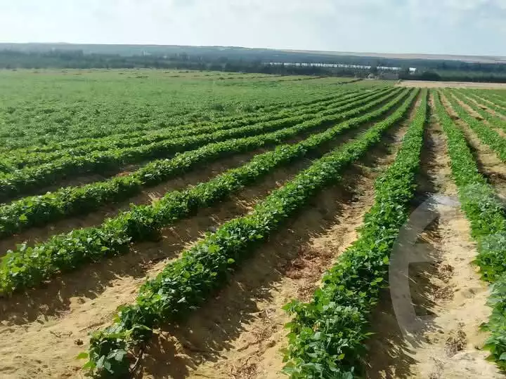 https://aqarmap.com.eg/en/listing/5454576-for-sale-beheira-wadi-el-natrun