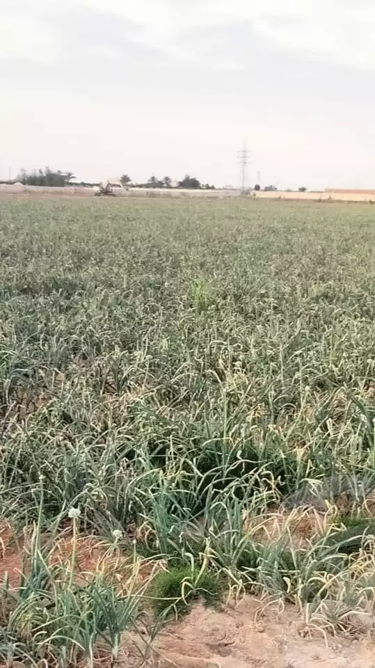 https://aqarmap.com.eg/en/listing/5466526-for-sale-alexandria-cairo-alexandria-desert-road