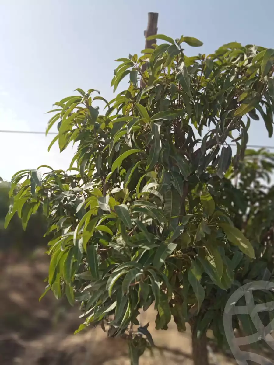https://aqarmap.com.eg/en/listing/5466576-for-sale-alexandria-cairo-alexandria-desert-road