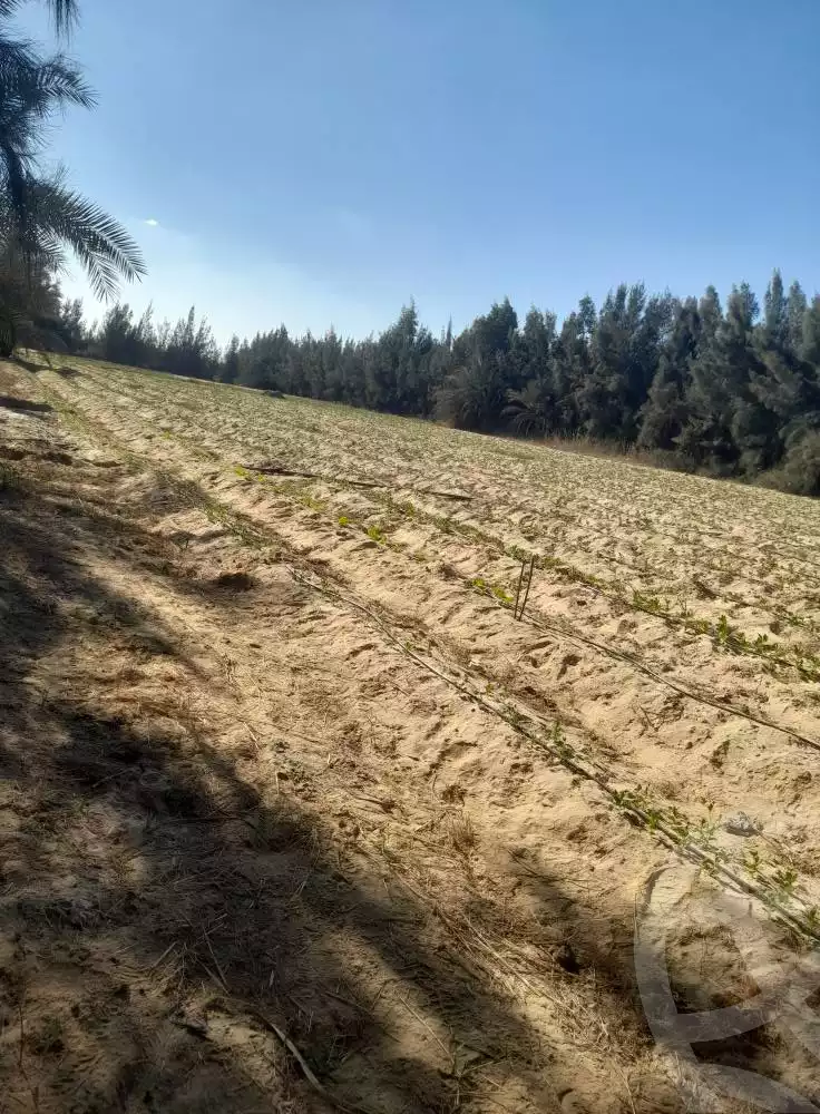 https://aqarmap.com.eg/en/listing/5477669-for-sale-beheira-wadi-el-natrun