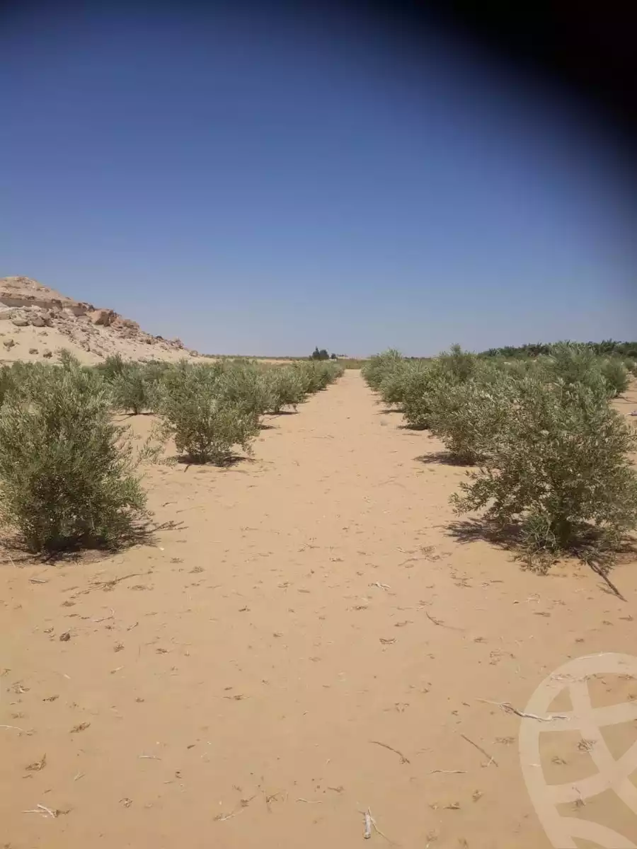 https://aqarmap.com.eg/en/listing/5621606-for-sale-marsa-matruh-siwa-oasis-wahet-siwaa-city