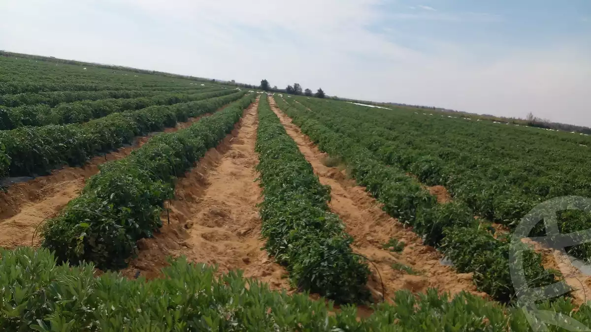 https://aqarmap.com.eg/en/listing/5634199-for-sale-beheira-wadi-el-natrun