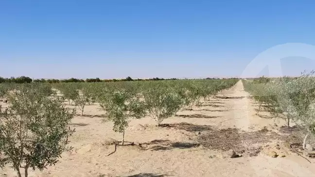 https://aqarmap.com.eg/en/listing/5637096-for-sale-marsa-matruh-siwa-oasis-wahet-siwaa-city