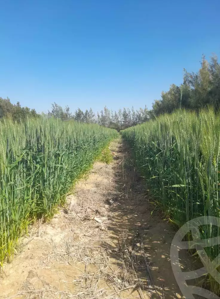 https://aqarmap.com.eg/en/listing/5725416-for-sale-beheira-wadi-el-natrun