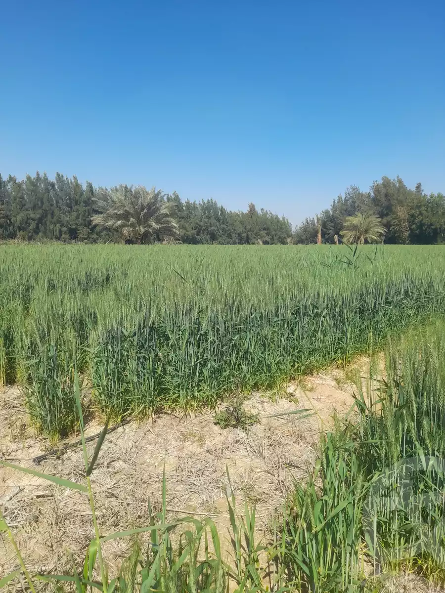 https://aqarmap.com.eg/en/listing/5725416-for-sale-beheira-wadi-el-natrun