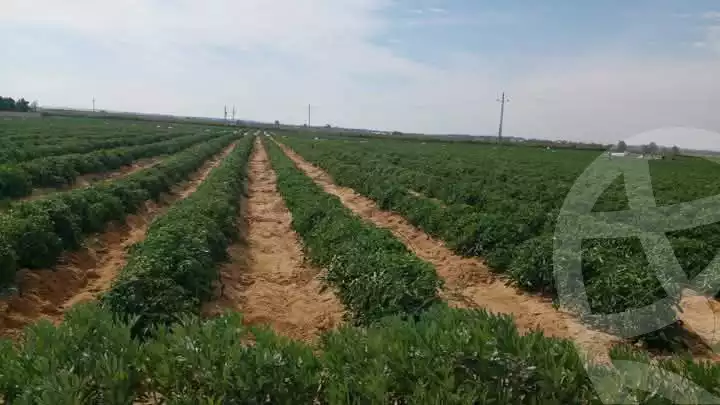 https://aqarmap.com.eg/en/listing/5749446-for-sale-beheira-wadi-el-natrun
