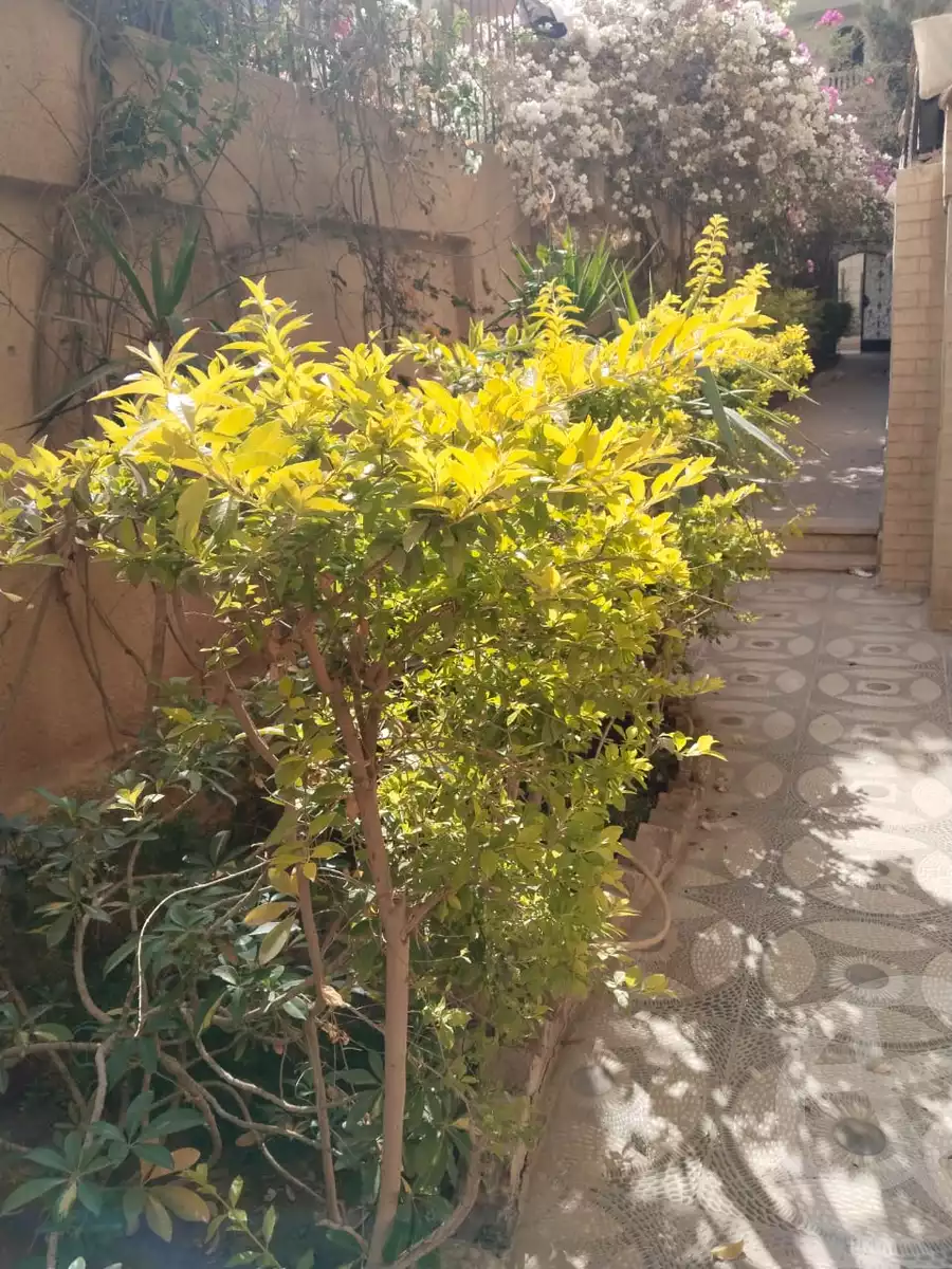 https://aqarmap.com.eg/en/listing/5658276-for-sale-cairo-hadayek-el-ahram-lmntq-w