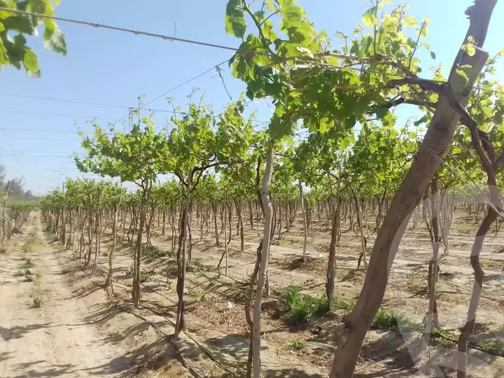 https://aqarmap.com.eg/en/listing/5768491-for-sale-beheira-wadi-el-natrun