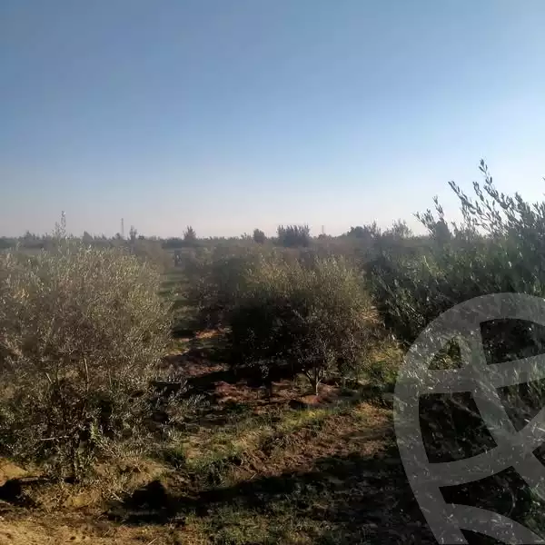 https://aqarmap.com.eg/en/listing/5769687-for-sale-ismailia-ismailia-city-al-ismaileya-road-port-saeed-st