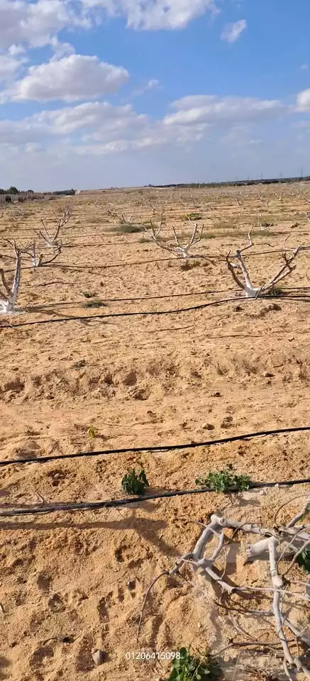 https://aqarmap.com.eg/ar/listing/5779214-for-sale-beheira-wadi-el-natrun