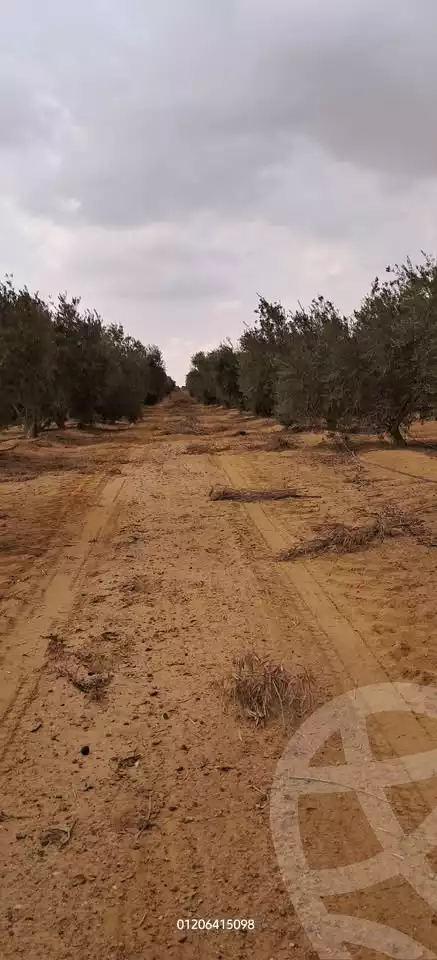 https://aqarmap.com.eg/en/listing/5779427-for-sale-beheira-wadi-el-natrun