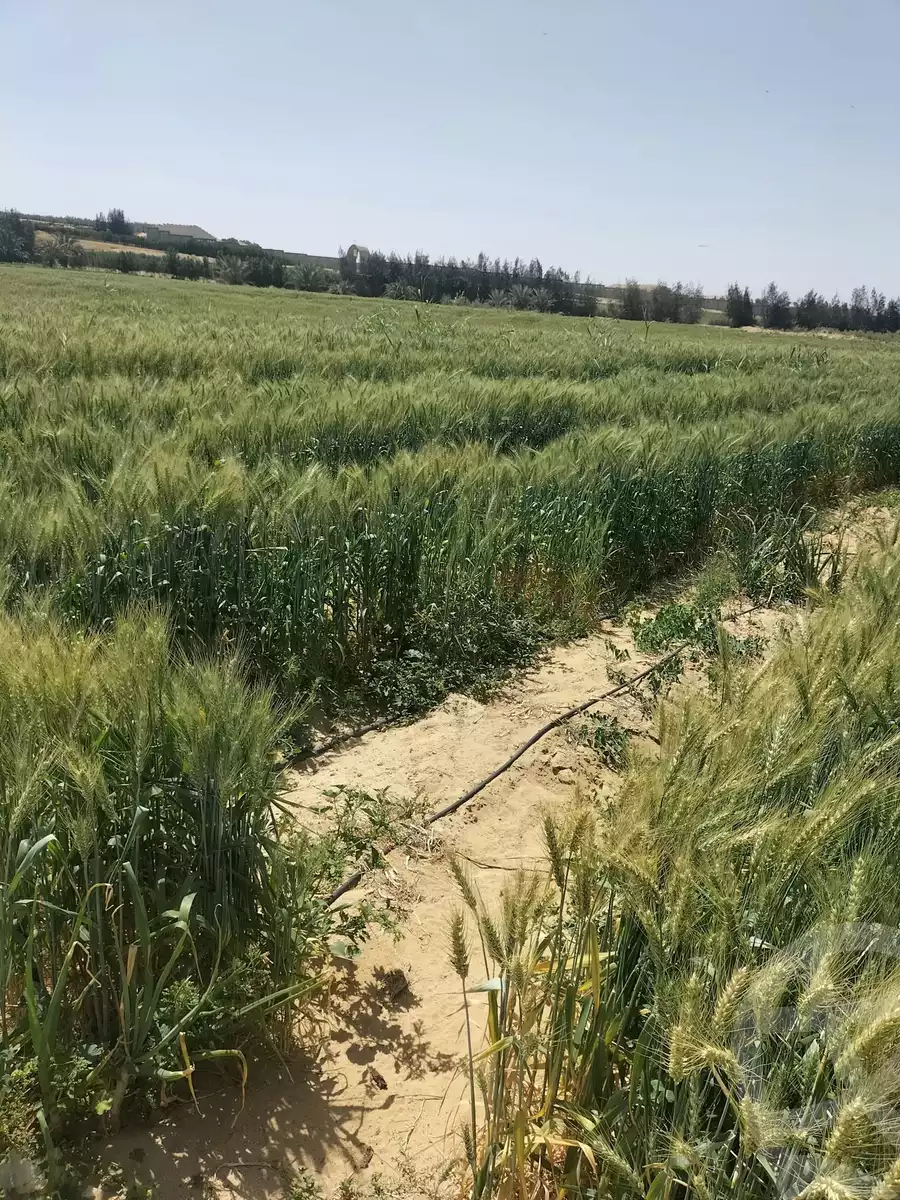 https://aqarmap.com.eg/en/listing/5798880-for-sale-beheira-wadi-el-natrun