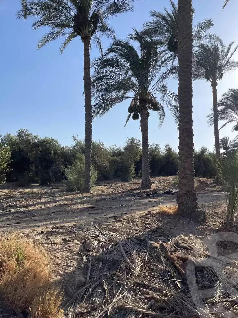 https://aqarmap.com.eg/en/listing/5830482-for-sale-cairo-el-mansuriyyah-el-saliba