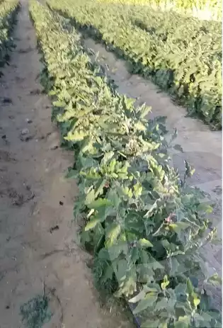 https://aqarmap.com.eg/ar/listing/5836809-for-sale-beheira-wadi-el-natrun