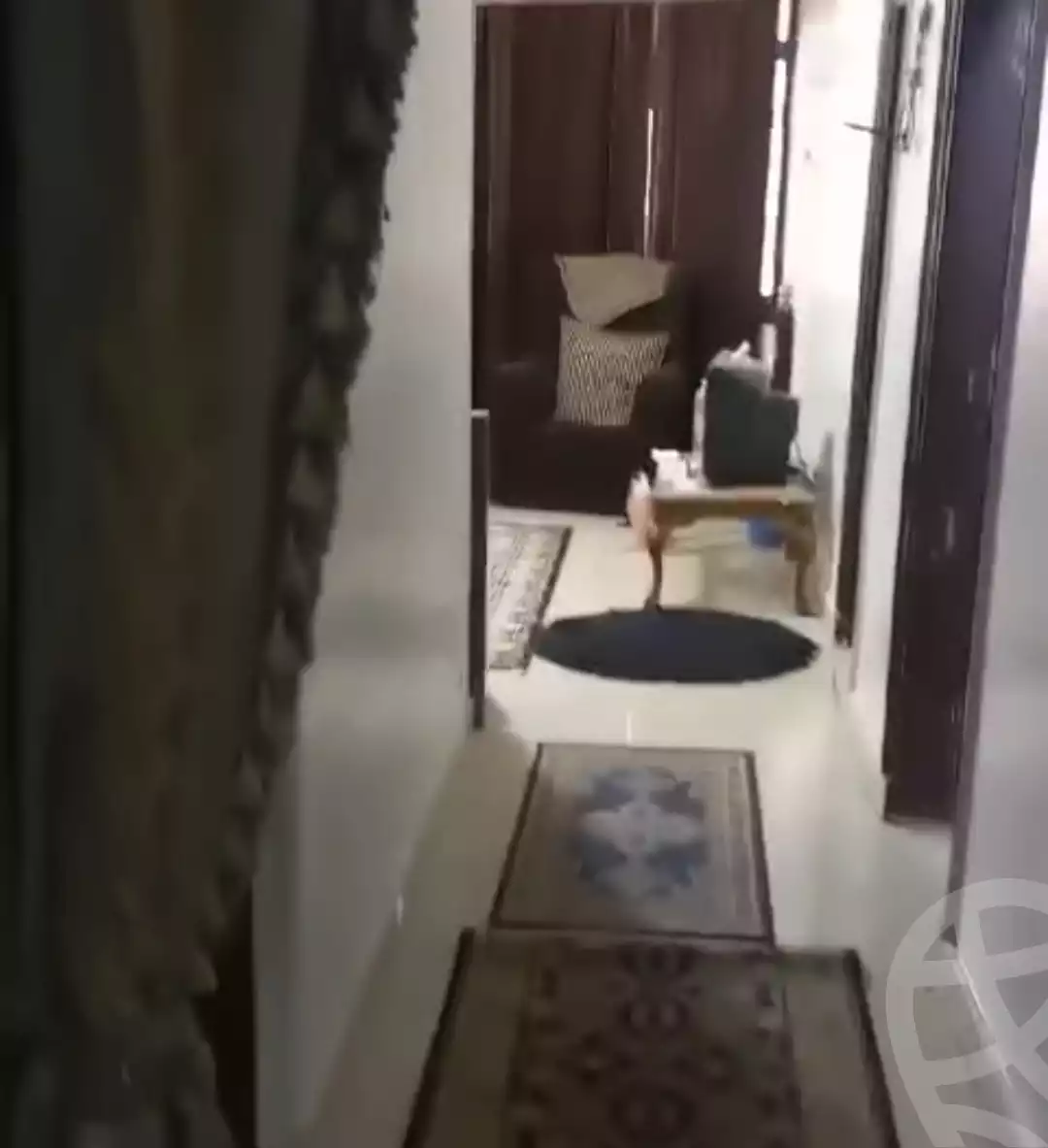 https://aqarmap.com.eg/en/listing/5841721-for-rent-sharqia-zagazig
