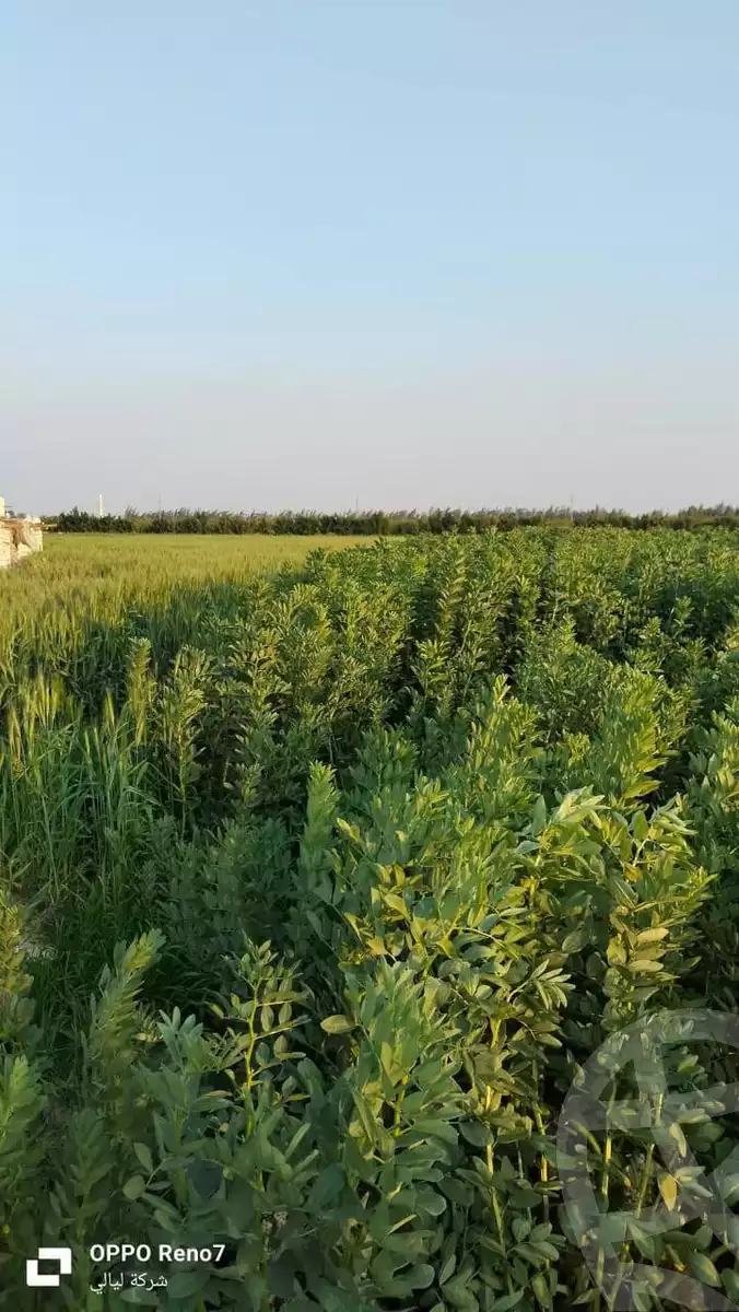 https://aqarmap.com.eg/en/listing/5849274-for-sale-alexandria-cairo-alexandria-desert-road