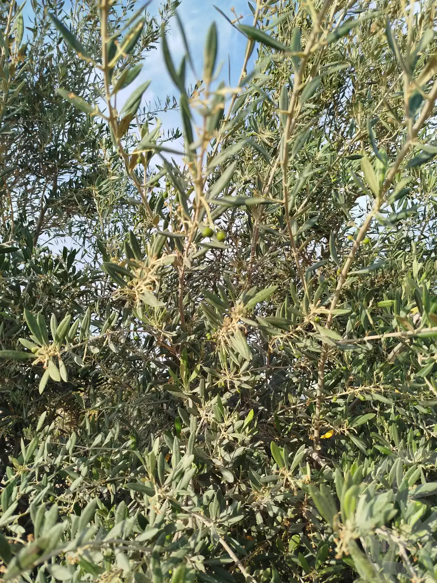 https://aqarmap.com.eg/en/listing/5863510-for-sale-beheira-wadi-el-natrun-el-gaar