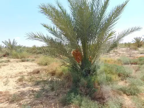 https://aqarmap.com.eg/en/listing/5868321-for-sale-marsa-matruh-siwa-oasis-wahet-siwaa-city