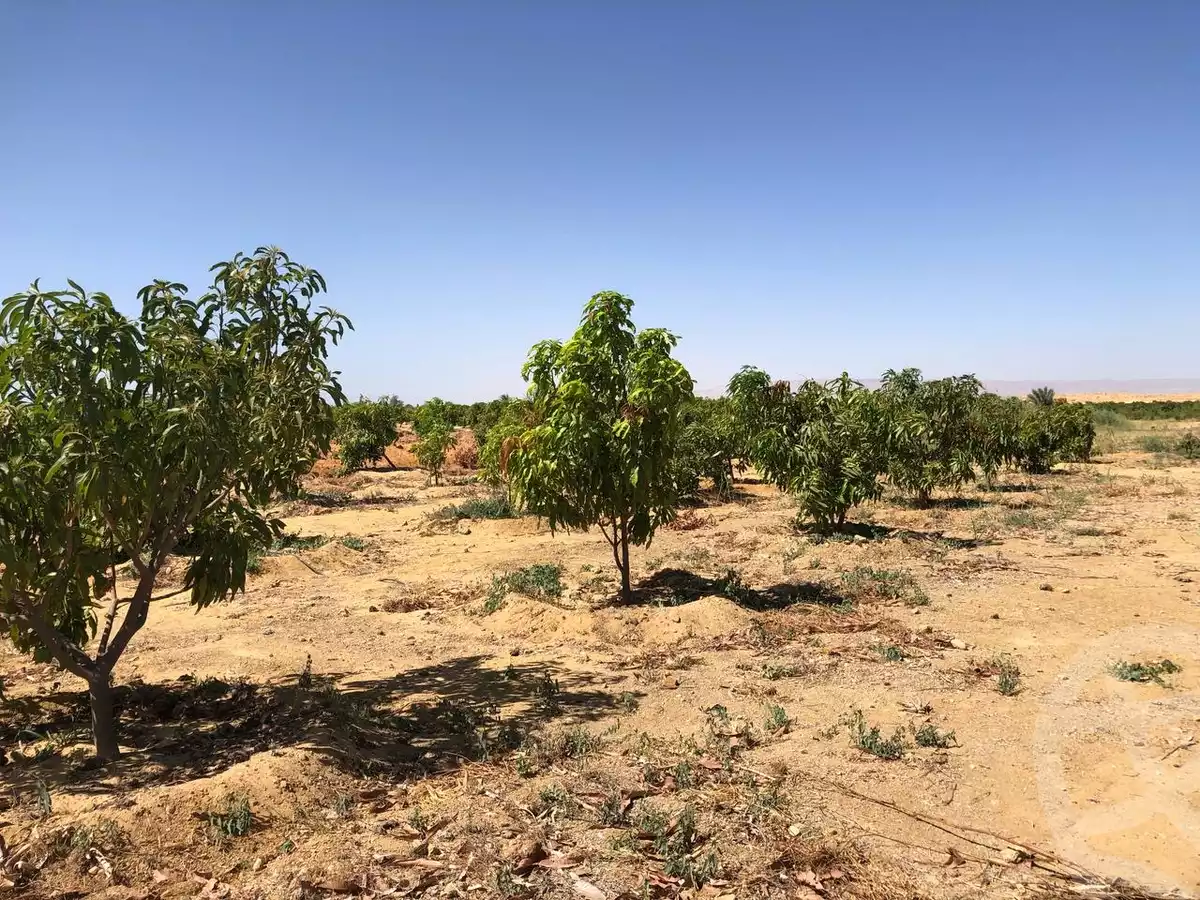 https://aqarmap.com.eg/en/listing/5886440-for-sale-suez-el-ganain-shandoura-village