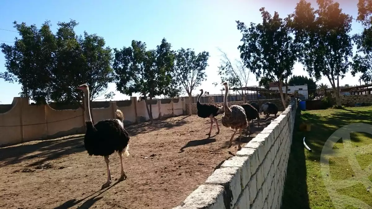 https://aqarmap.com.eg/en/listing/5891668-for-sale-beheira-new-nubariya
