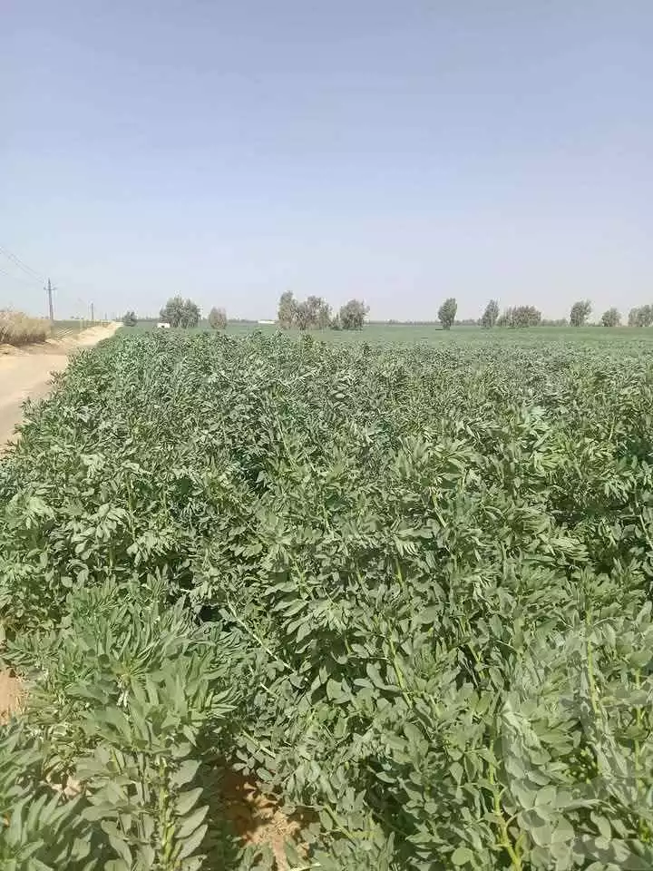 https://aqarmap.com.eg/en/listing/5893171-for-sale-alexandria-cairo-alexandria-desert-road