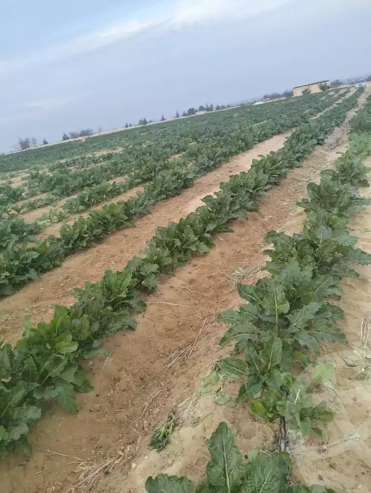 https://aqarmap.com.eg/en/listing/5926582-for-sale-beheira-wadi-el-natrun