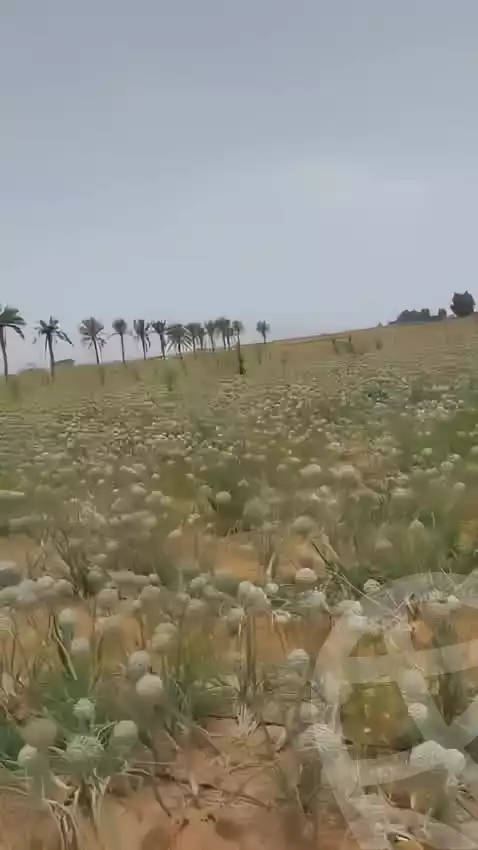 https://aqarmap.com.eg/ar/listing/5941221-for-sale-cairo-el-sheikh-zayed-city-alex-cairo-desert-road-kmbwnd-fy-tryq-skndry-lshrwy