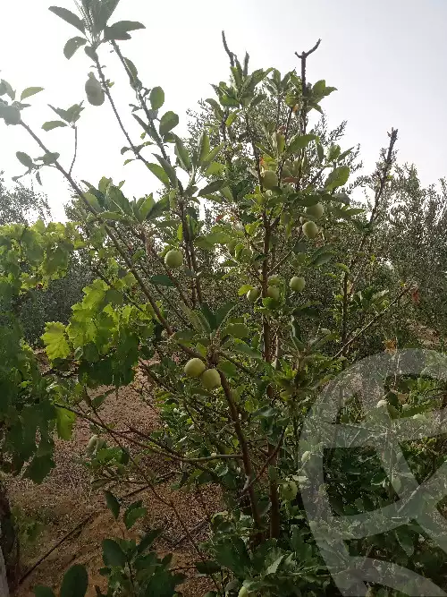 https://aqarmap.com.eg/en/listing/5953035-for-sale-suez-el-ganain-geneffe
