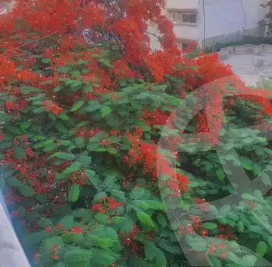 https://aqarmap.com.eg/en/listing/5976212-for-sale-alexandria-kafr-abdo
