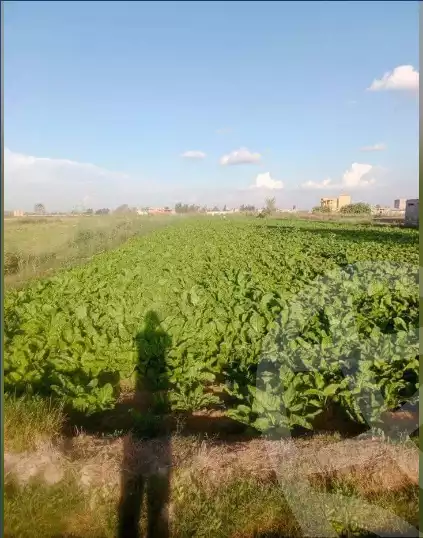 https://aqarmap.com.eg/en/listing/5979351-for-sale-alexandria-el-amreya