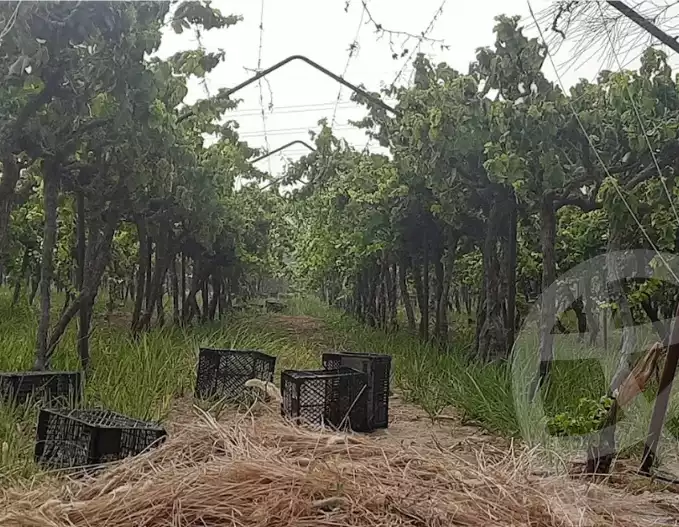 https://aqarmap.com.eg/en/listing/5982931-for-sale-beni-suef-el-wasta