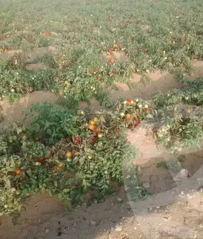 https://aqarmap.com.eg/en/listing/5987923-for-sale-beni-suef-mdyn-bny-swyf