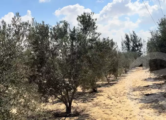 https://aqarmap.com.eg/en/listing/6027965-for-sale-ismailia-el-qantara