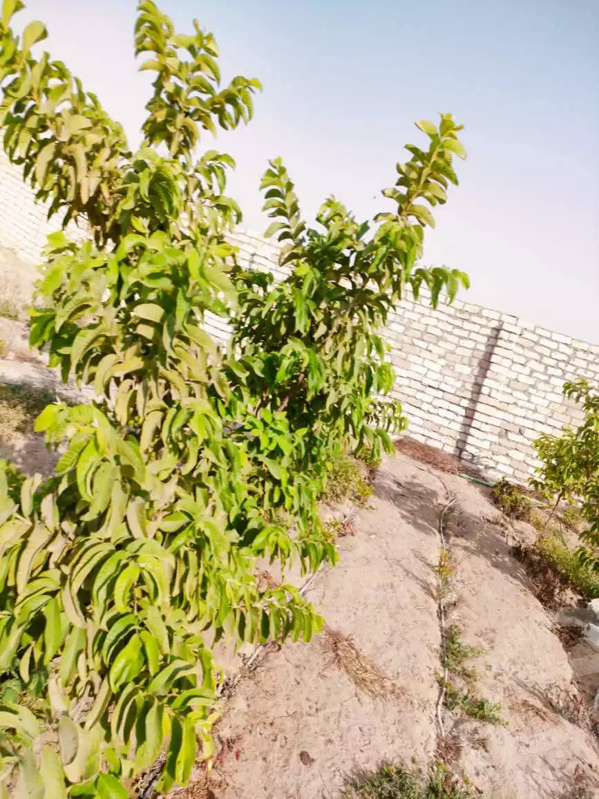 https://aqarmap.com.eg/en/listing/6031870-for-sale-ismailia-ismailia-city