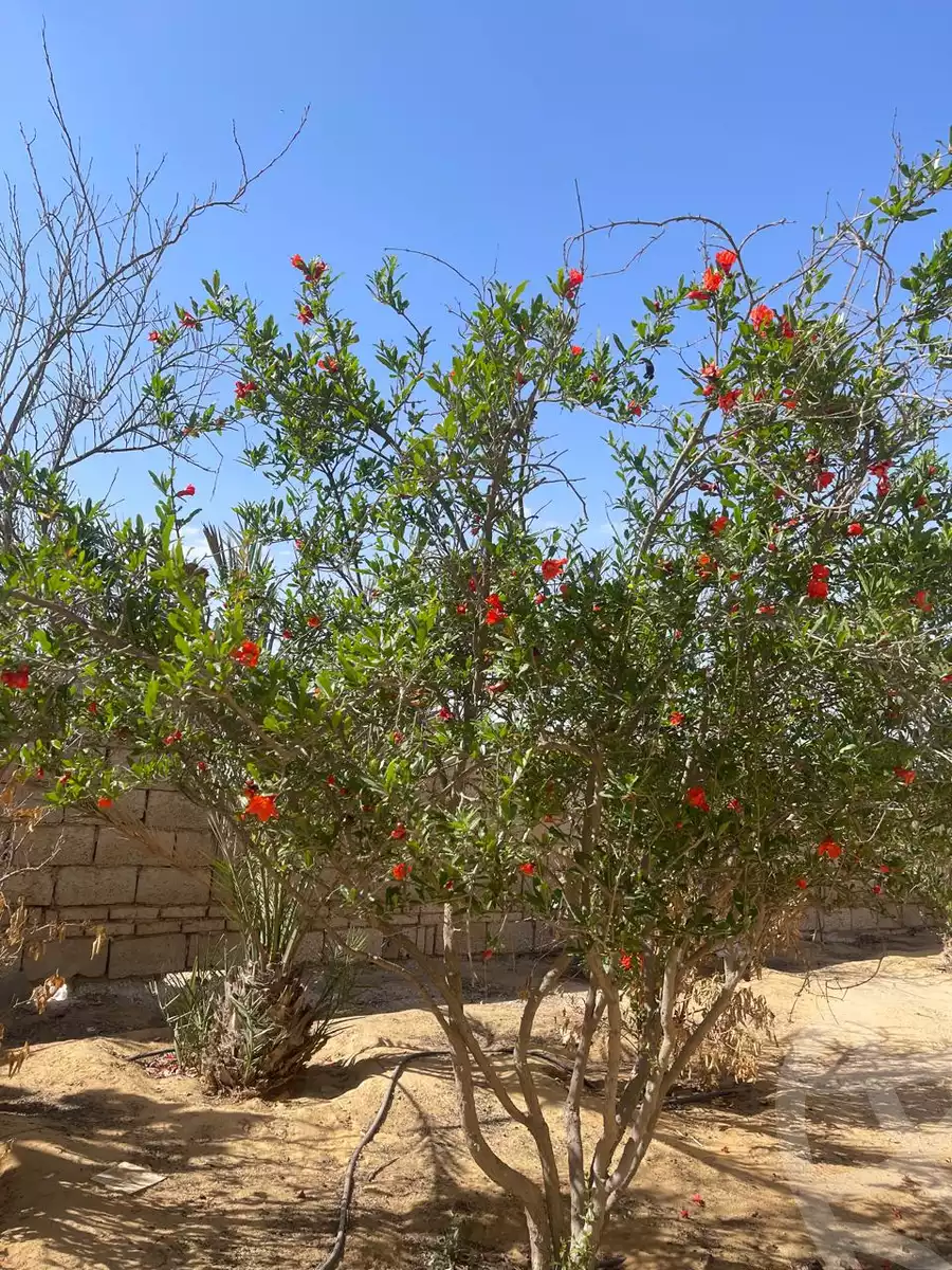 https://aqarmap.com.eg/en/listing/6068843-for-sale-cairo-6th-of-october-green-belt-wadi-el-nile