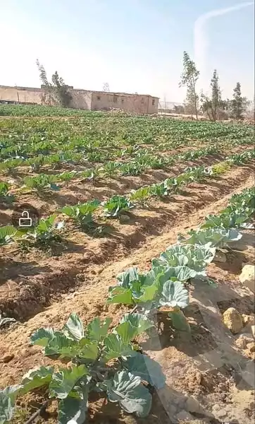 https://aqarmap.com.eg/en/listing/6072740-for-sale-dakahlia-mansoura