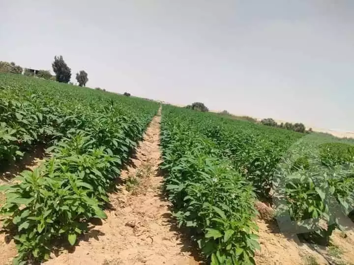 https://aqarmap.com.eg/en/listing/6133729-for-sale-cairo-ljyz-l-yt
