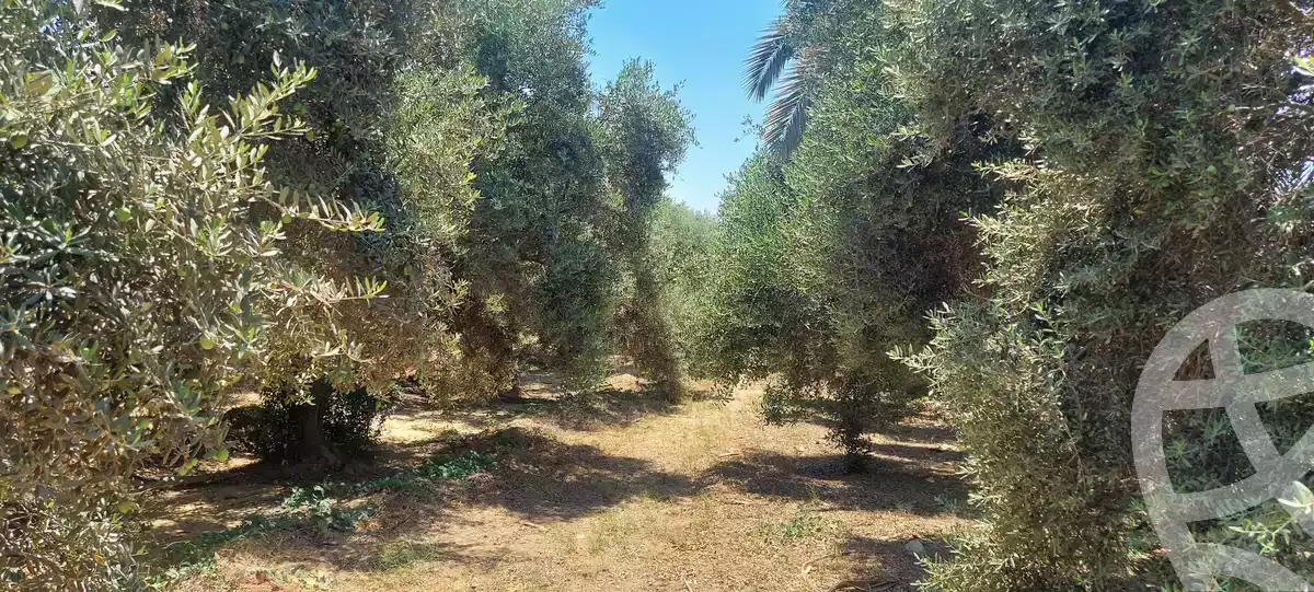 https://aqarmap.com.eg/en/listing/6153287-for-sale-ismailia-kassassin
