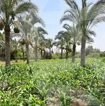 https://aqarmap.com.eg/en/listing/6156657-for-sale-beheira-etay-el-baroud